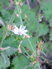 Cichorium intybus