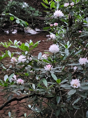 Rhododendron maximum