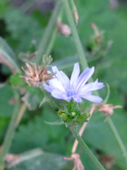 Cichorium intybus