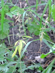 Cannabis sativa spontanea