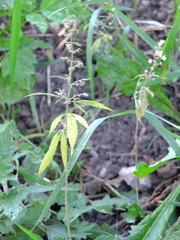 Cannabis sativa spontanea