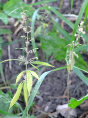 Cannabis sativa spontanea