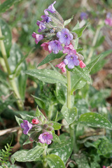 Pulmonaria longifolia
