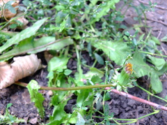 Taraxacum officinale