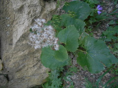 Adenostyles australis