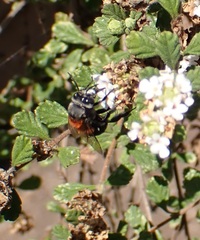 Mystacanthophora