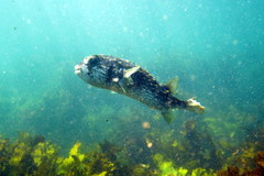 Dicotylichthys punctulatus