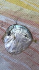 Selene setapinnis
