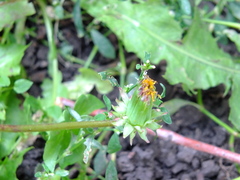 Taraxacum officinale