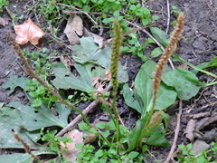 Plantago major