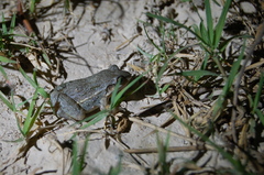 Leptodactylus latinasus
