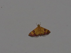 Isocentris filalis