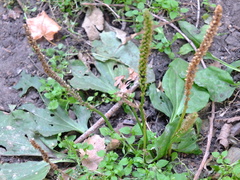 Plantago major