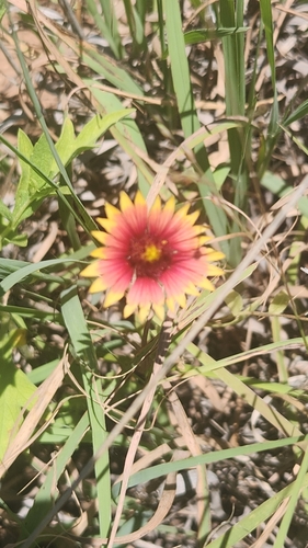 Gaillardia