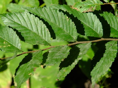 Ulmus pumila