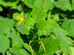 Chelidonium majus