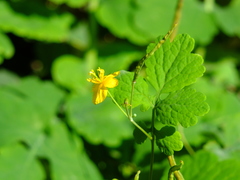 Chelidonium majus