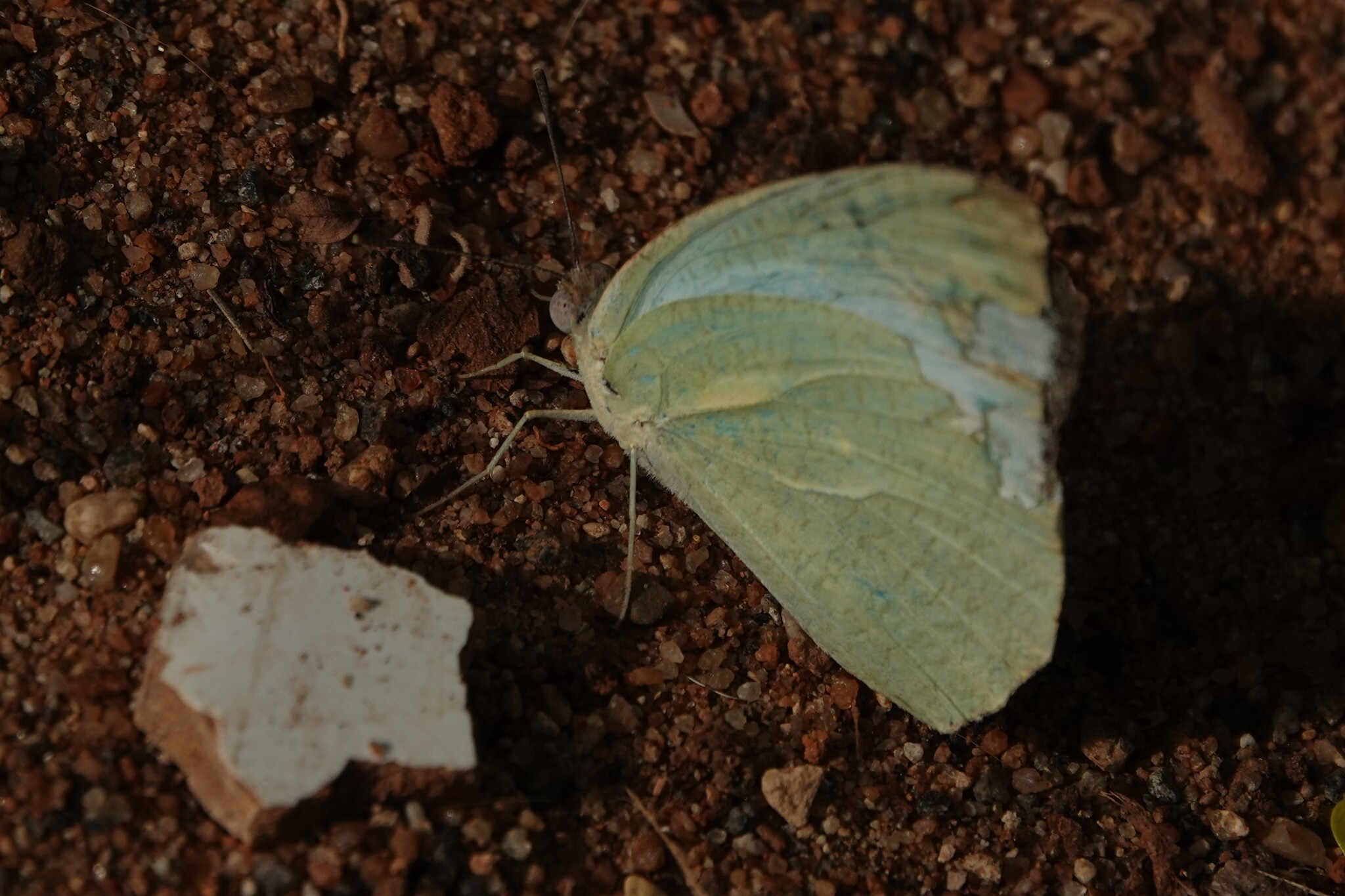 Mottled Emigrant