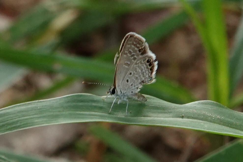 Black-Spotted Grass Jewel