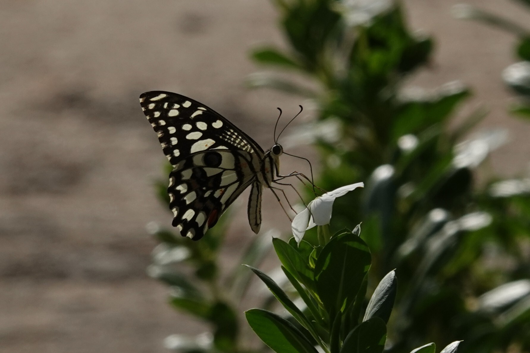 Lime Swallowtail