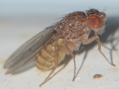 Drosophila repleta
