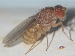 Drosophila repleta