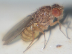 Drosophila repleta