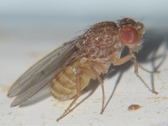 Drosophila repleta