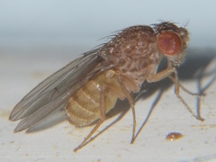 Drosophila repleta