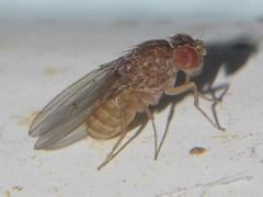 Drosophila repleta