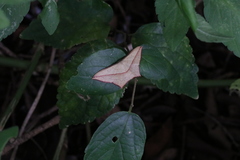 Timandra convectaria