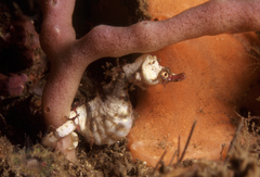 Idiotropiscis lumnitzeri