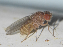 Drosophila repleta