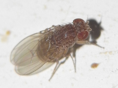 Drosophila repleta