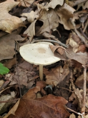 Melanoleuca alboflavida