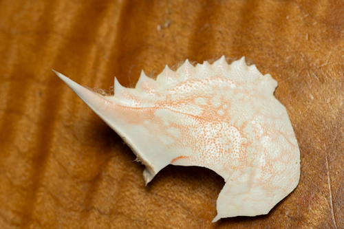 Portunus hawaiiensis, 2025-06-29