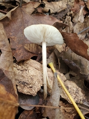 Melanoleuca alboflavida