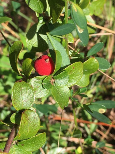 Image of Common velvetseed by (c) Matt Berger, some rights reserved (CC BY)