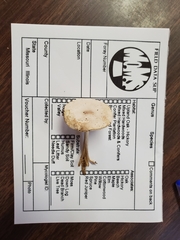 Melanoleuca alboflavida