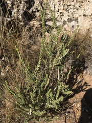 Mortonia scabrella