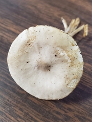 Melanoleuca alboflavida