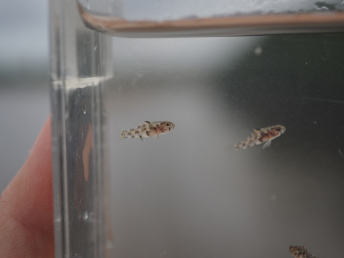 Threespot pygmy goby (Pandaka trimaculata) — Gobiidae — 4
