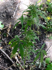 Cannabis sativa spontanea