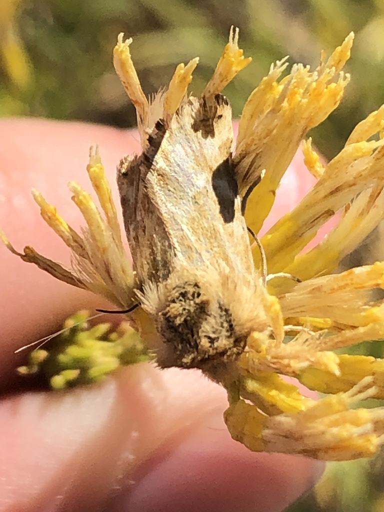 Pseudanthoecia tumida