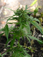 Cannabis sativa spontanea
