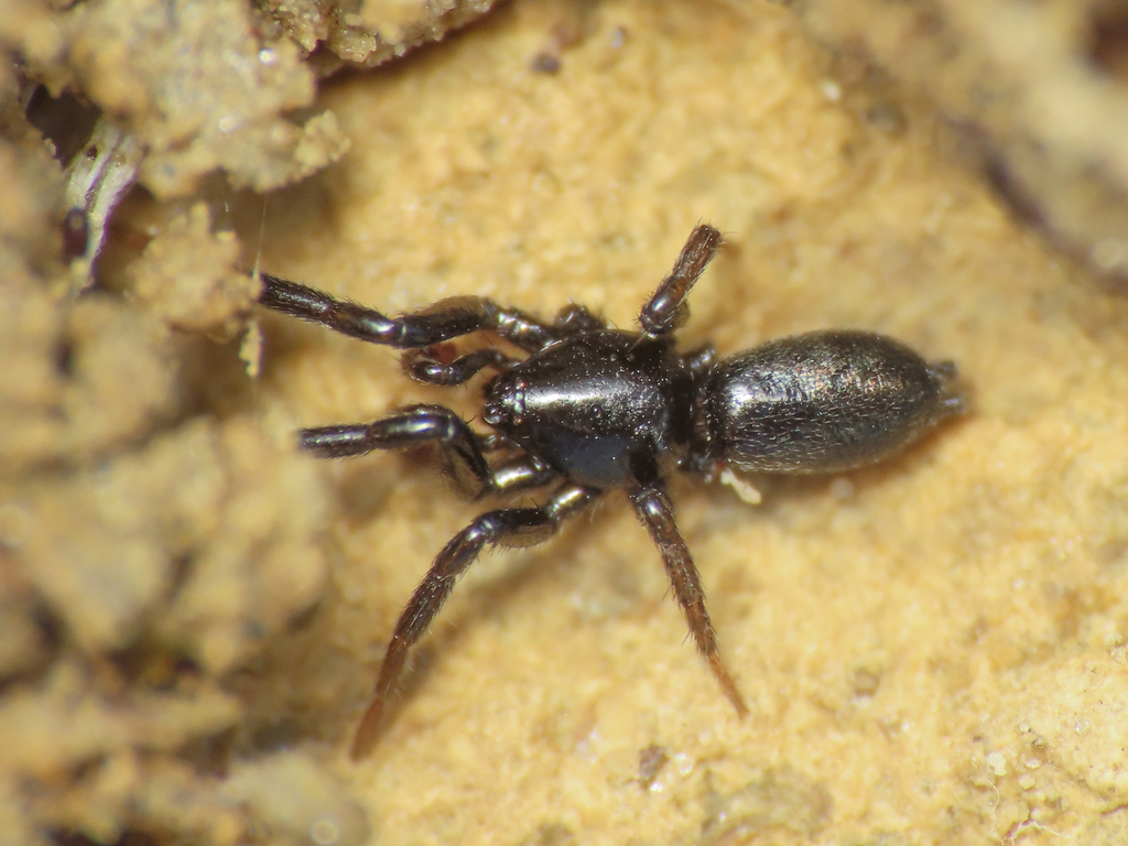 Civizelotes pygmaeus