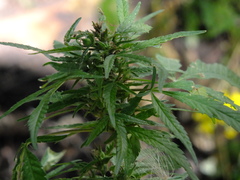 Cannabis sativa spontanea