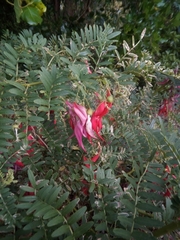 Clianthus