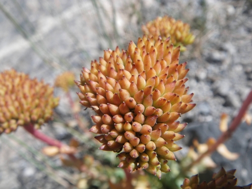 Rhodiola heterodonta