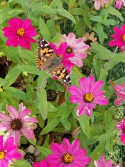Vanessa cardui